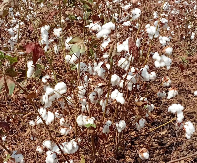 Expanding jobs creation through cotton value addition